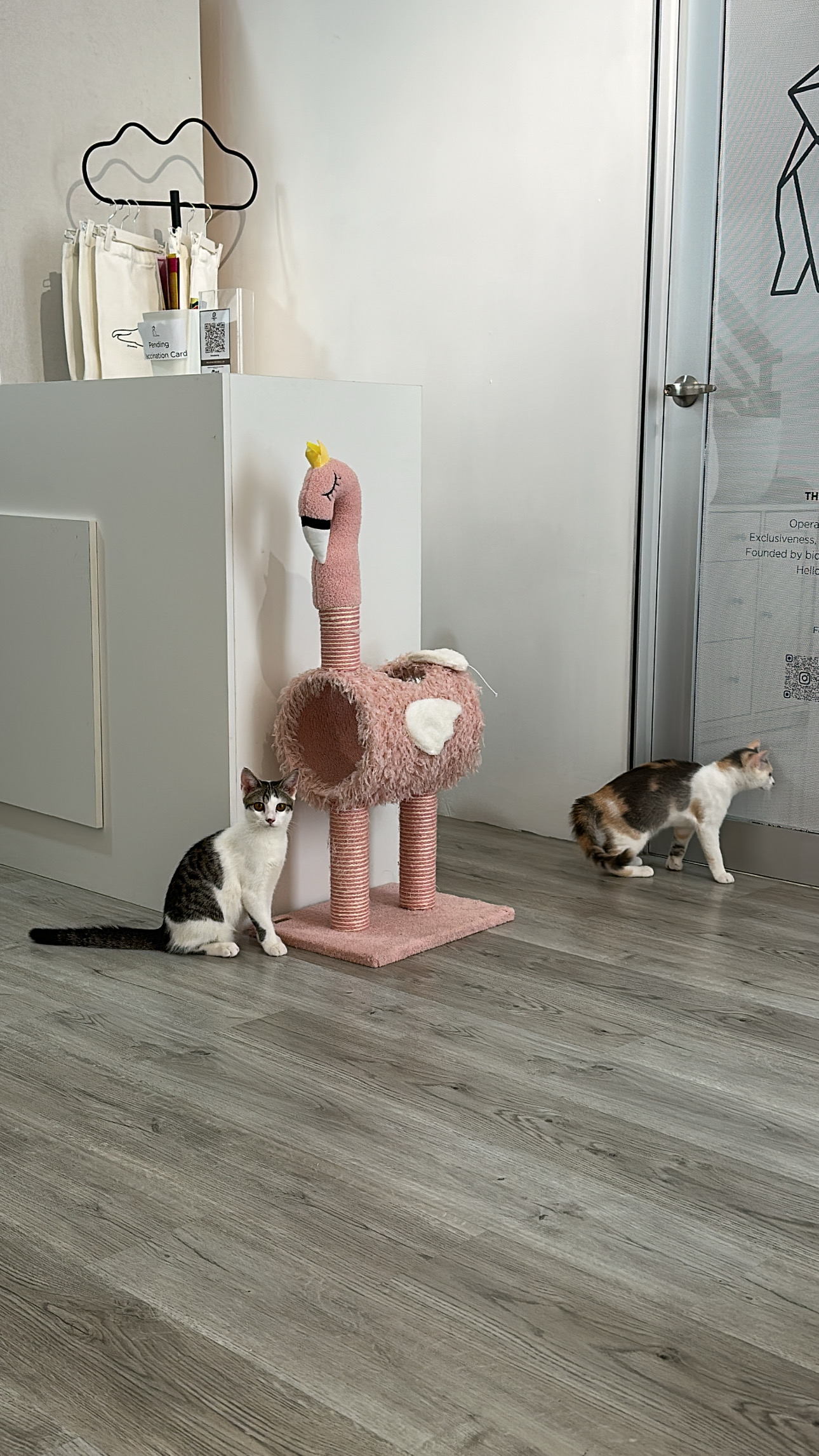 CuteCats Shah Alam - Premium Retail, Hotel & Grooming 10