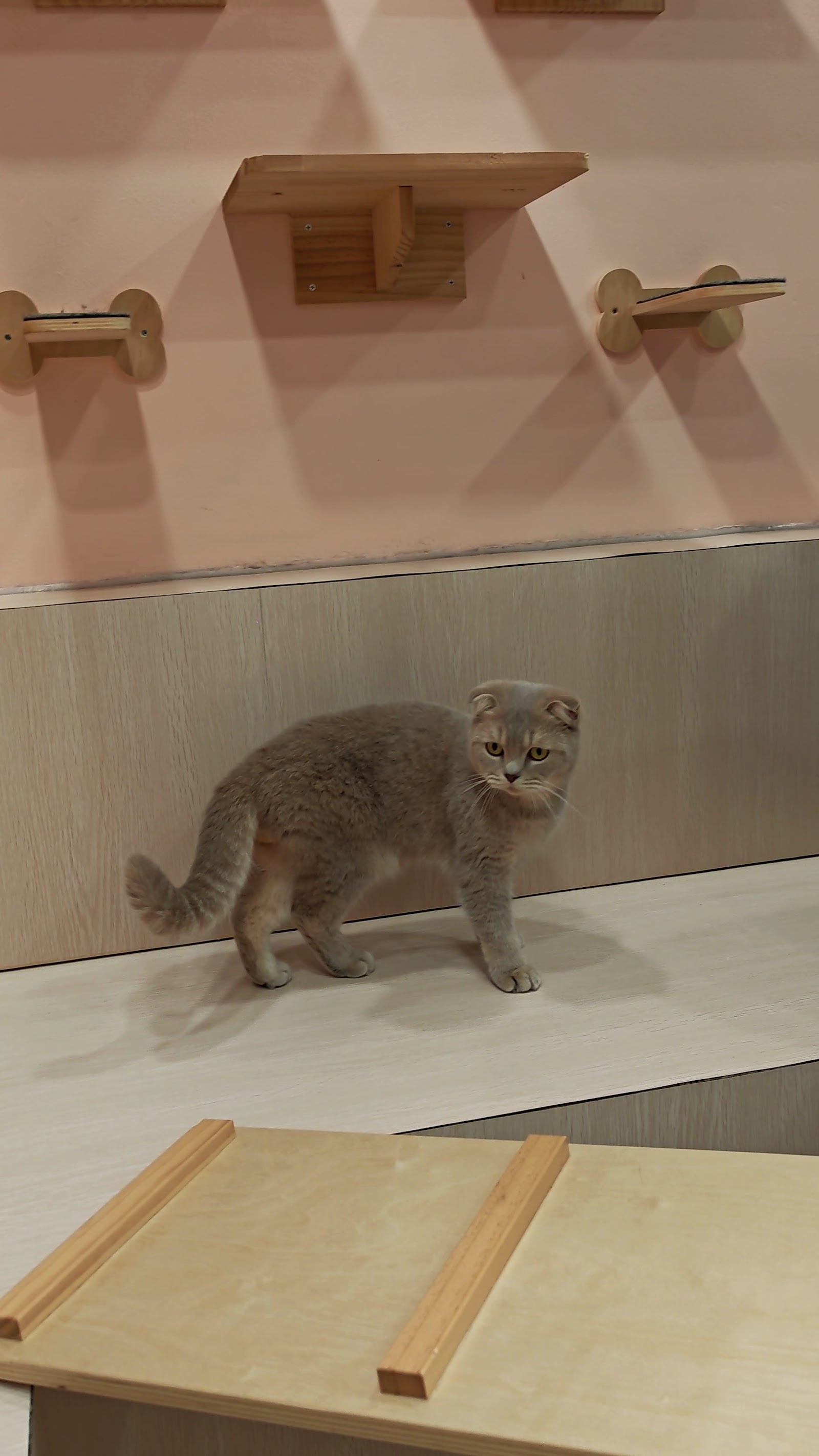 CuteCats Shah Alam - Premium Retail, Hotel & Grooming 11